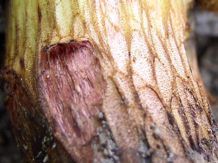 Boleti di giornata  5/10/04